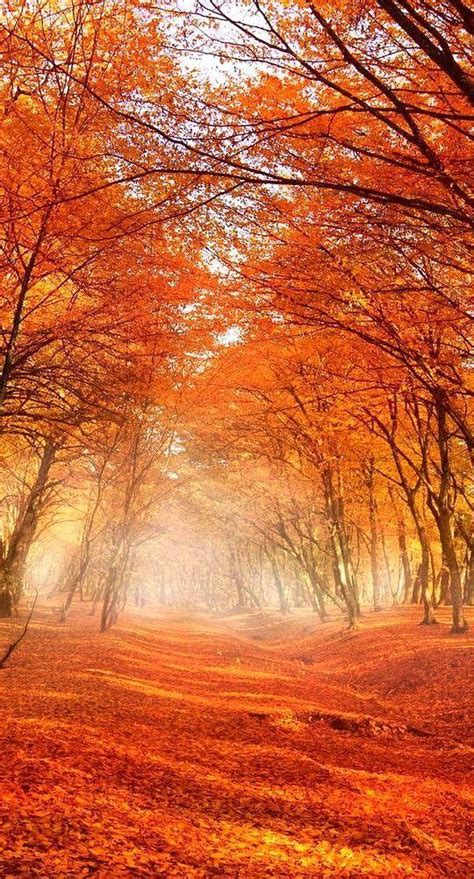 Amazing World On Autumn Scenery Nature Photography Tree Photography