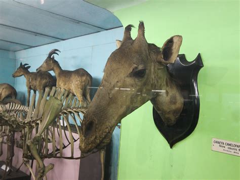 Hello Talalay Animals At The Kolkata Indian Museum