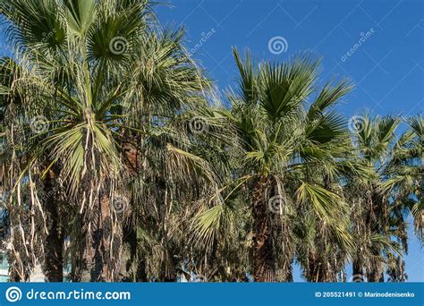 Close Up Of Green Leaves Of Palm Tree Washingtonia Filifera Commonly