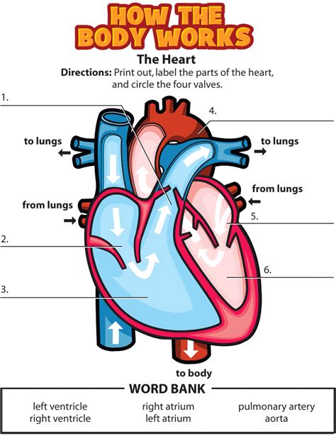 Youth Take Heart Heart Diagram