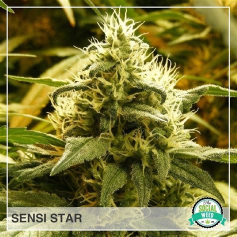 Sensi Star The Social Weed