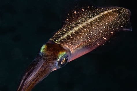 Squid Species - Squid Facts and Information