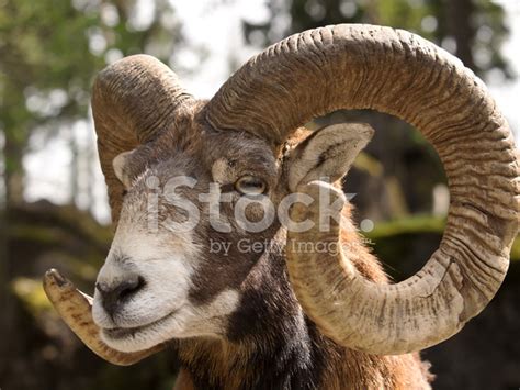 Mouflon Ovis Musimon Stock Photo Royalty Free Freeimages