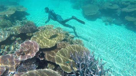 Reef Photos Adrenalin Snorkel And Dive