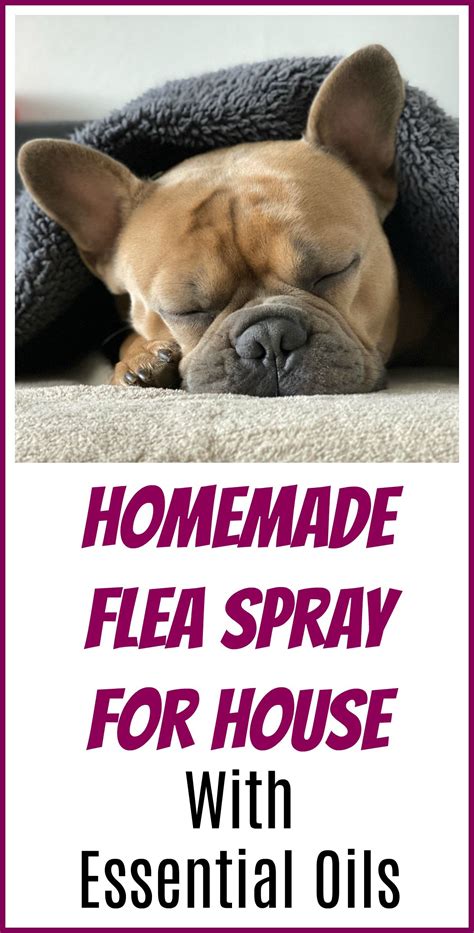 Homemade Flea Spray For House With Essential Oils Organic Palace