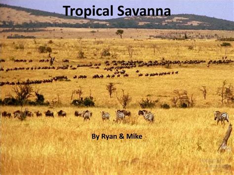 Ppt Tropical Savanna Powerpoint Presentation Free Download Id9436115