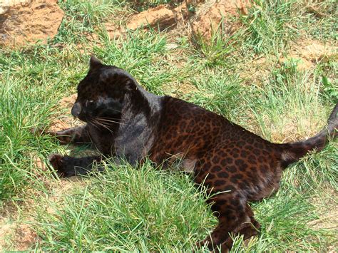 African Black Leopard Clearly Documented For The First Time Since 1909 The Jaguar