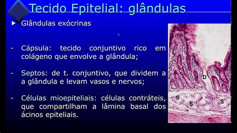 Tecidos Epiteliais Glandulares