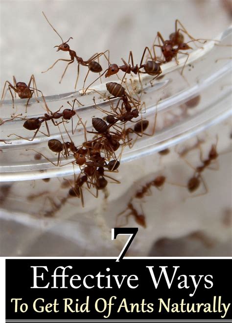 Maybe you would like to learn more about one of these? How To Get Rid Of Ants In Your Garden Naturally - 30 ...