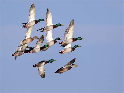 Do Ducks Migrate All You Need To Know Birdfact