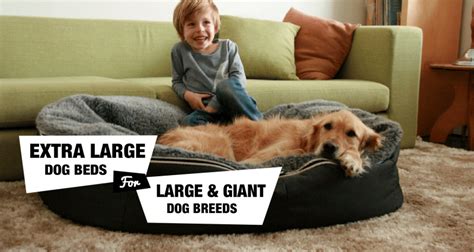 We did not find results for: 6 Extra Large Dog Beds For XL/XXL Dog Breeds Reviewed