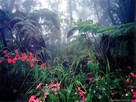 Ferns Flowers Rain Forest Nature Forests Hd Art Trees Flowers