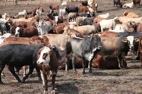 Uam Bans Botswana Beef Sunday Standard