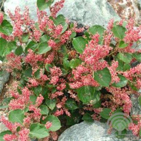 De japanse duizendknoop is een invasieve exoot die zich massaal verspreidt in nederland. Japanse duizendknoop - Fallopia japonica 'Rosea'