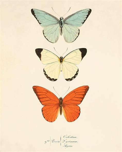 Orange Butterfly Art Print Poster Antique Prints Nature Print Etsy