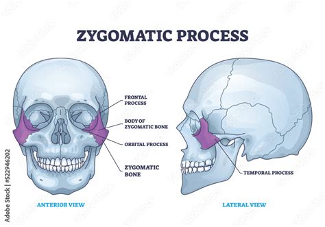 Zygomatic Process As Human Cheek Bone Skeleton Anatomy Outline Diagram