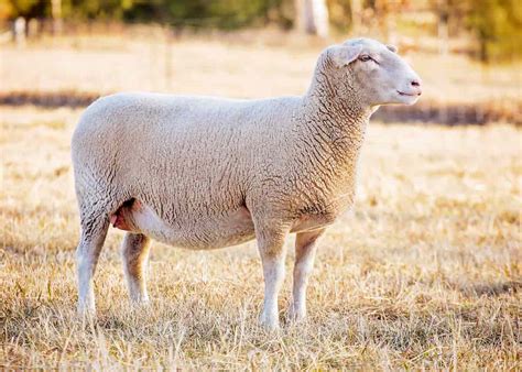 Suffolk Sheep Facts Origin Physical Characteristics Size Pros And Cons