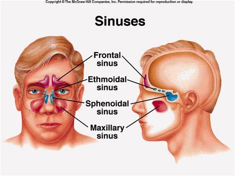 How Chiropractic Can Relieve Your Sinus Problems - Cooper ...