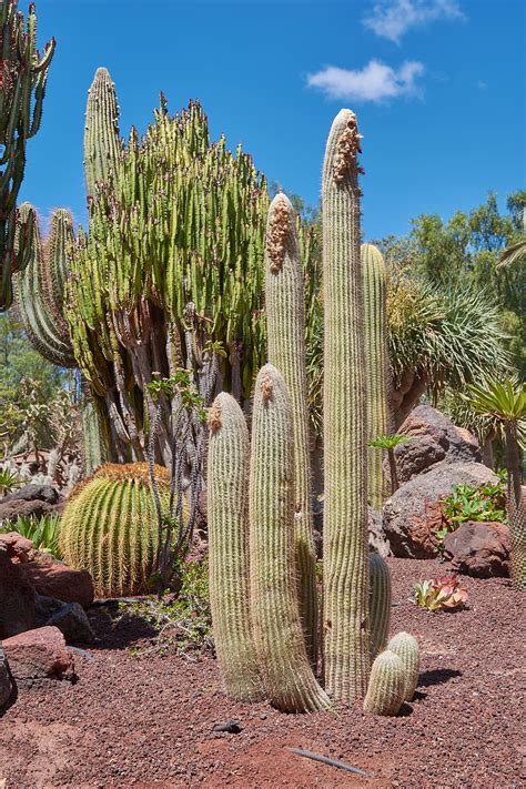 cactus sky wölken plant desert flora landscape succulent plant