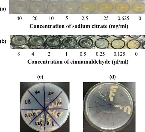 Minimum Inhibitory Concentration MIC And Minimum Bactericidal Download Scientific Diagram