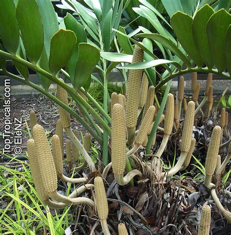 Check spelling or type a new query. Zamia furfuracea, Cycad, Cardboard Palm - TopTropicals.com