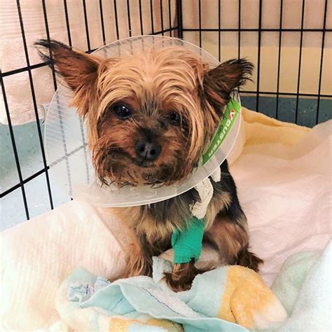 In March 2018 A Four Pound Yorkie Named Biggie Was Brought To