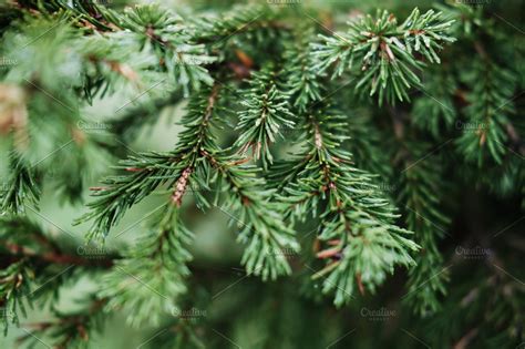 Christmas Tree Branches High Quality Nature Stock Photos ~ Creative