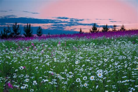 Summer Sunrise Over A Blossoming Meadow Stock Image Image Of Cloud