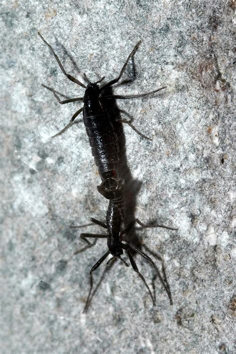 Belgica antarctica is a species of flightless midge endemic to the continent of antarctica. Belgica antarctica - Wikipedia