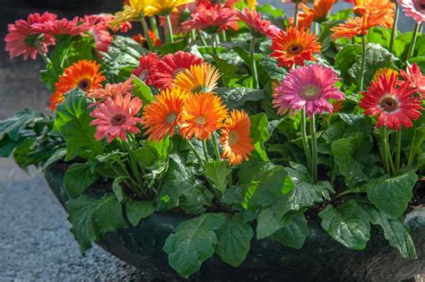 Gerbera Daisies Plant Care And Growing Guide