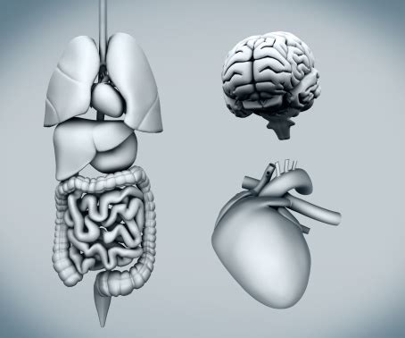 I think it is a somewhat literary term. Enlarged spleen (splenomegaly) causes, symptoms, spleen pain and treatment