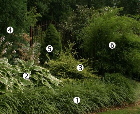 10 Combinations For Shade Finegardening Fine Gardening Shade