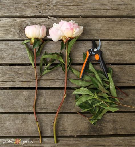 Perfect Peonies How To Grow Harvest And Show Off Garden Peonies