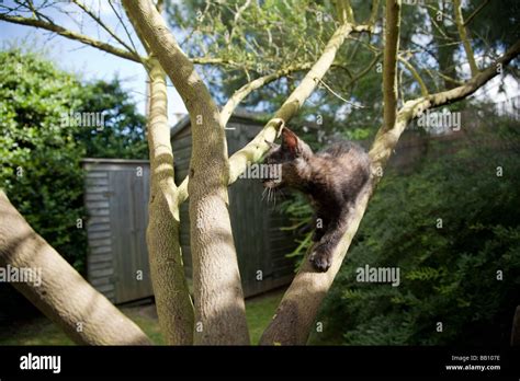 Kitten Climbing A Tree Stock Photo Alamy