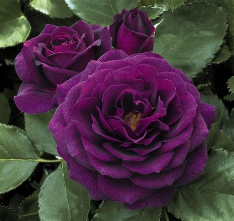 Rose Gardens Of The World Hedging Rose Floribunda Ebb Tide 175mm