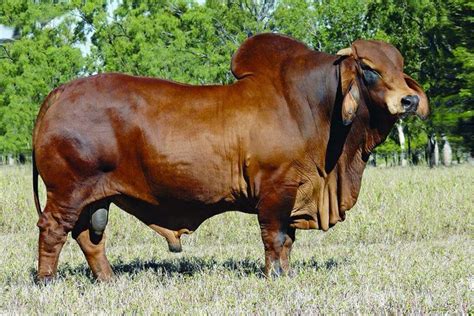 Brahma Bull Bull Cow Cattle Cattle Ranching