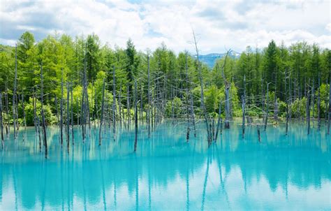 Wallpaper Nature Water Trees Biei Blue Pond Images For Desktop