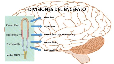 Neuroanatomía Del Encéfalo
