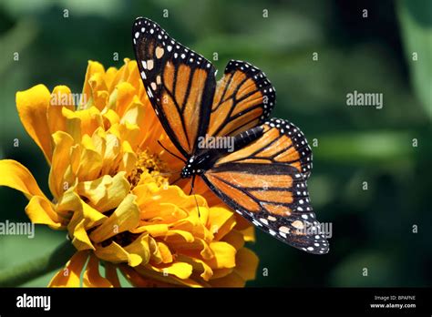 Monarch Butterfly Danaus Plexippus With Wings Spread Feeding At A