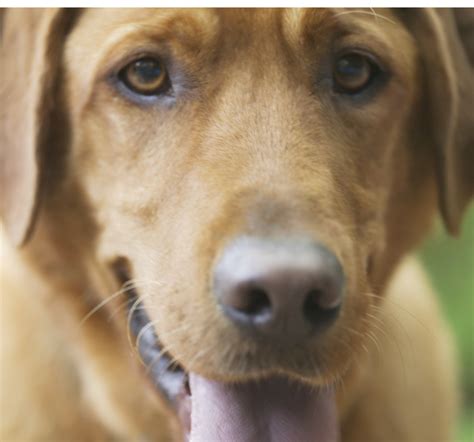 Cherry capital mobile pet hospital strives to offer excellence. Mobile Veterinary Service - Quality care to farm and home