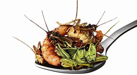 PorquÉ No Debemos Comer Insectos Despertares La Revolución Pacífica