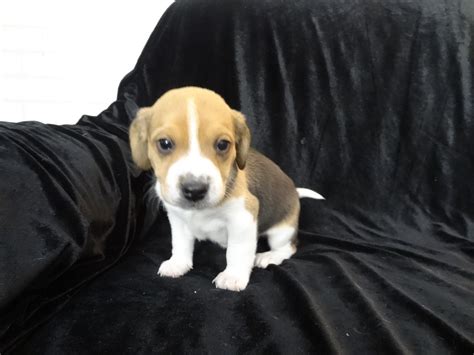 Playful Pocket Beagles Puppies For Sale ~ Playful Cute Tiny Toy Beagle