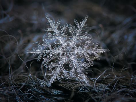 Real Snowflake Macro Photo Of Real Snowflake Beautiful St Flickr