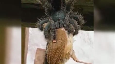 Ever Seen A Spider Eating A Bird Viral Video Is Giving Netizens The
