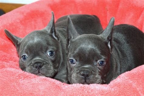 Maybe you would like to learn more about one of these? French Bulldog Puppies For Sale | Miami, FL #274169