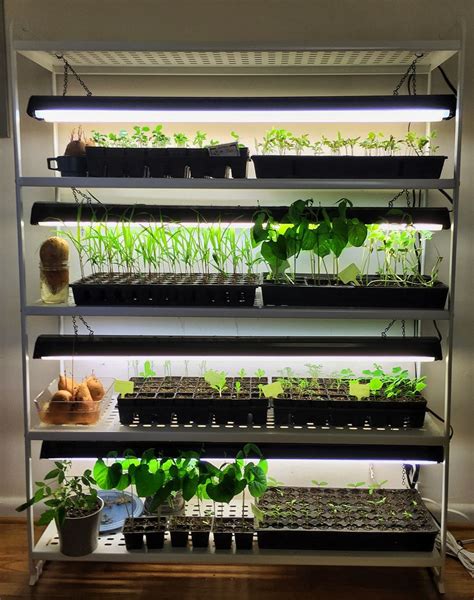 Indoor Vegetable Garden With Grow Lights Thuem Garden Plant