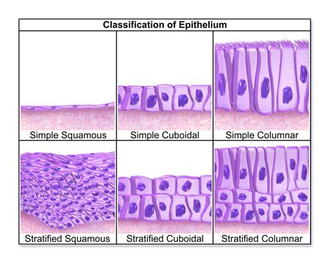 Types Of Epithelium