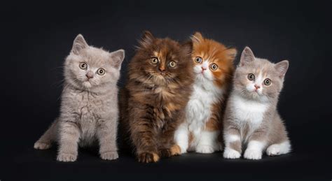 Why Do Cats Have Different Coloured Kittens Cat World