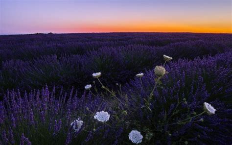 Beautiful Purple Lavender Flowers Field Scenery Sunset Silhouette