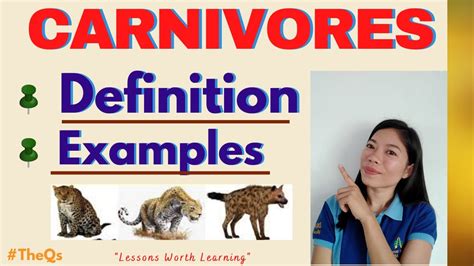 Carnivores Definition 15 Examples Of Carnivorous Animals And Mammals